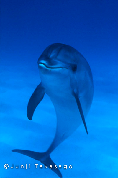 Atlantis Dolphins Logo